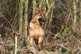 BERGER ALLEMAND 873
